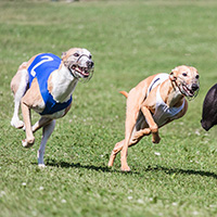 Whippet Racing Gallery Thumb