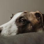 Whippet Resting Default Featured Image