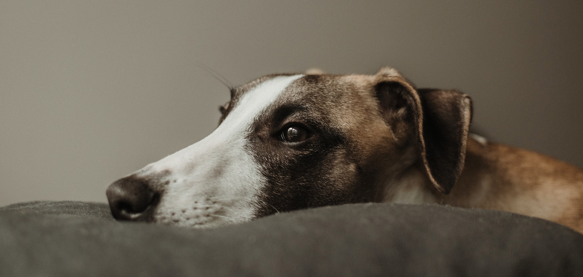 Whippet Resting Default Featured Image