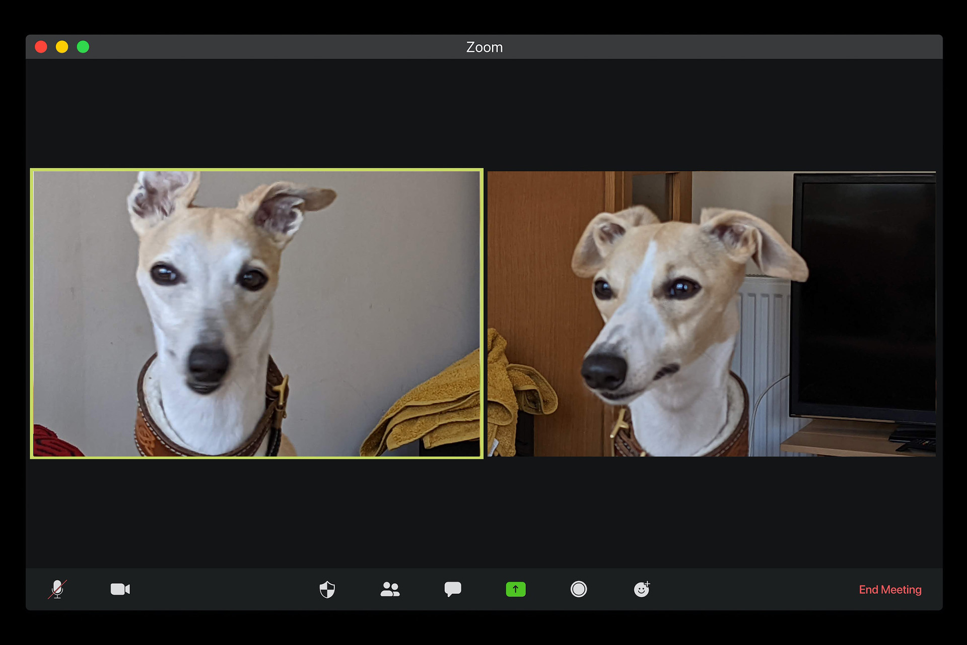 Synopsis of Virtual Whippet Breed Council Meeting, 9th August 2020