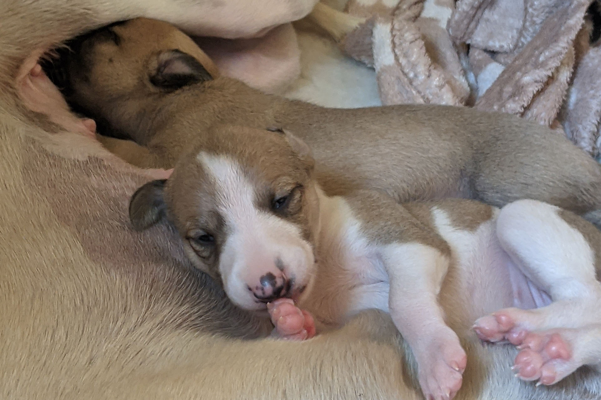 Whippet Puppies