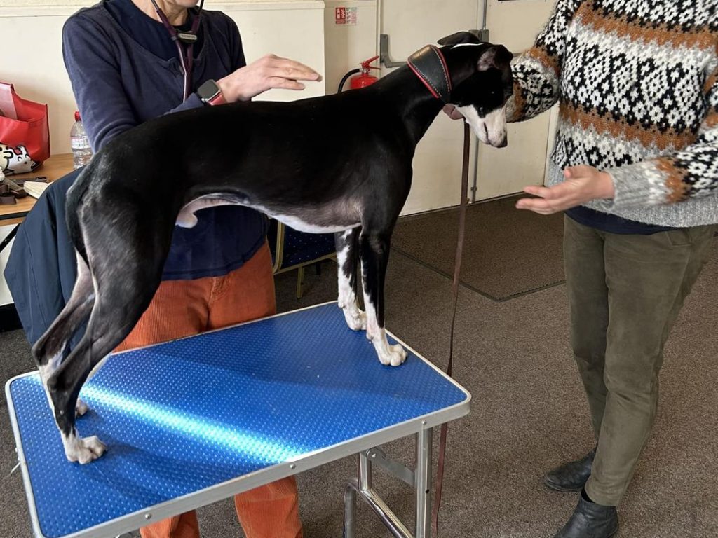 Whippet Heart Check South Yorkshire