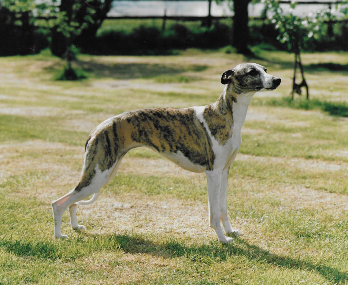 Whippet Showing Ch Nutshell Of Nevedith Breed Record Holder