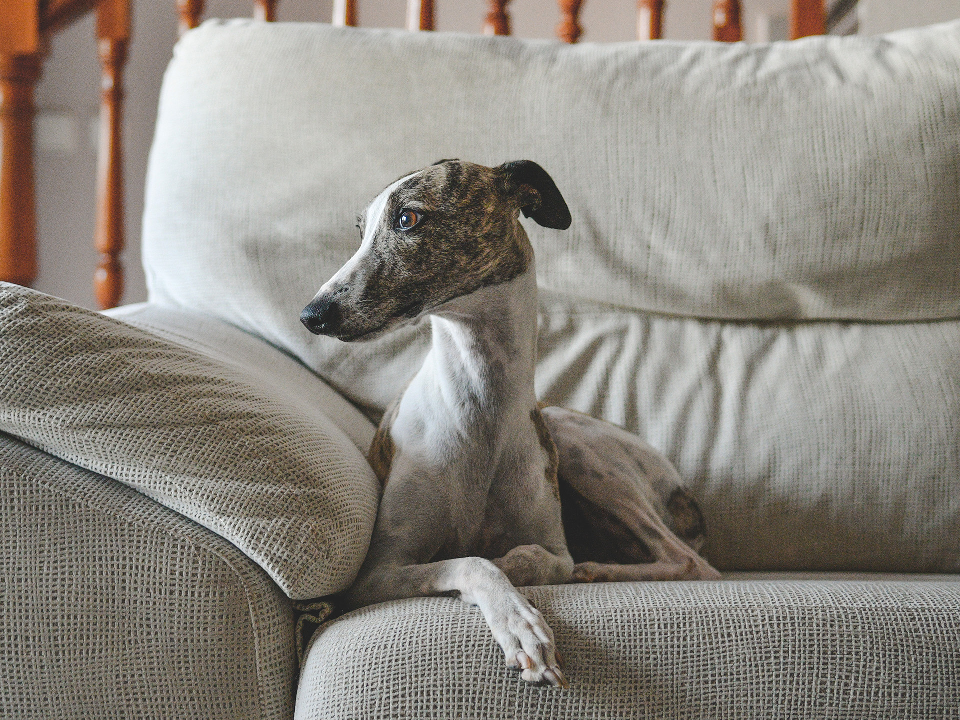 Whippet Relaxing On A Sofa