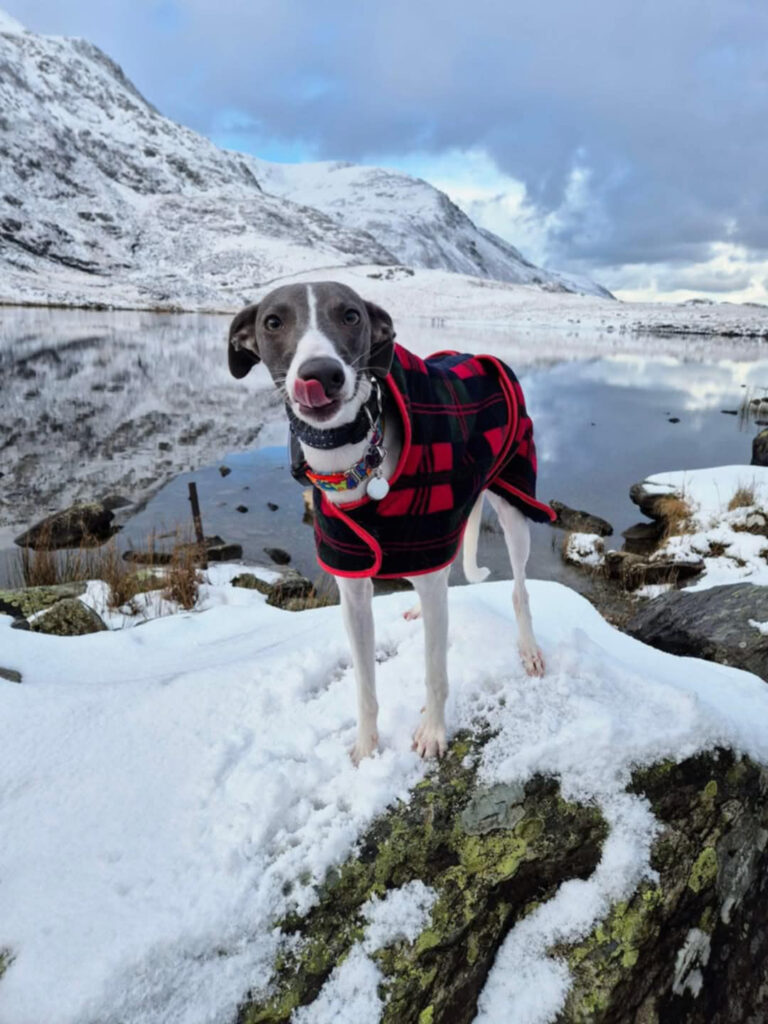 Whippet In The Snow By A Lake Wearing A Tartan Coat