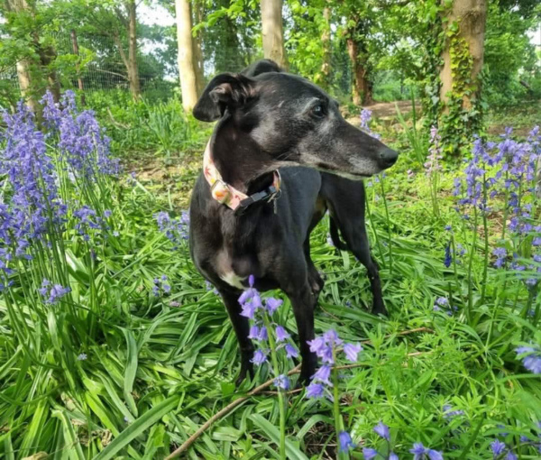 Black Whippet Standing In Bluebells
