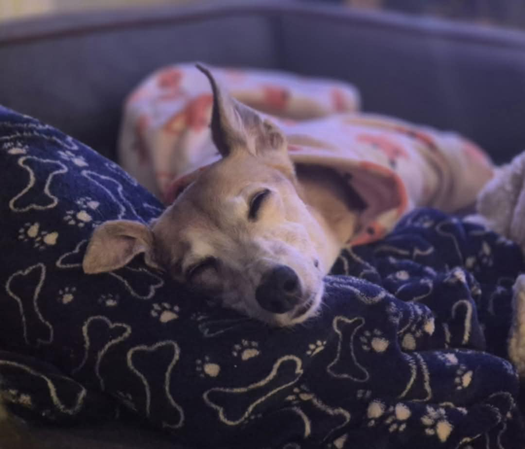 Senior Whippet Asleep On A Blanket