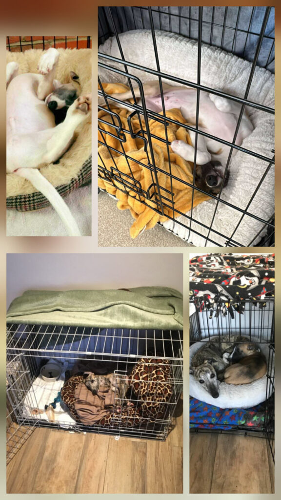 A collage of images of whippets in pens/crates used fo rtransporting them