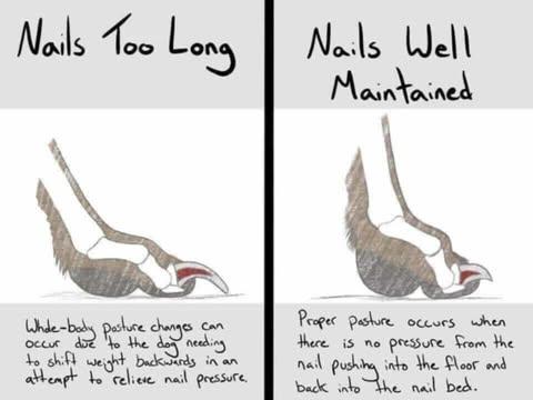 Diagram Of Whippet Foot Wth Nails Too Long And Nails Well Maintained