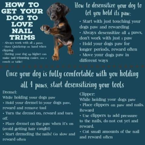 How To Get You Dog To Love Nail Trims Advice