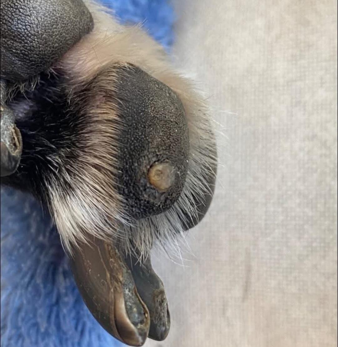 Photo Of Whippet Foot With Corn