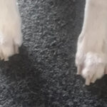 Whippet Nail Maintenance Featured