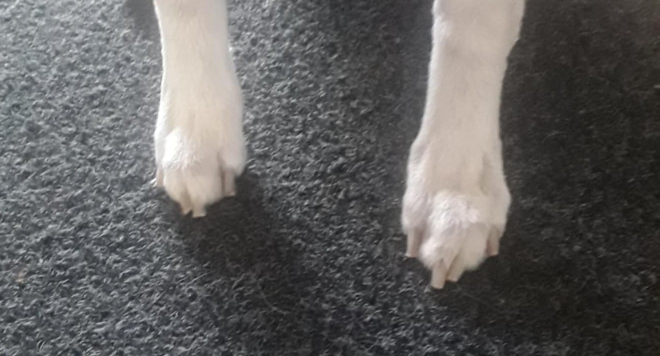 Whippet Feet With Correct Nails