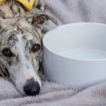 Whippet Laying Down Next To A Bowl Wearing A Bandana