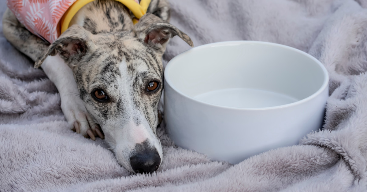 Breed Health Coordinator’s Report for 2025 Annual Meeting