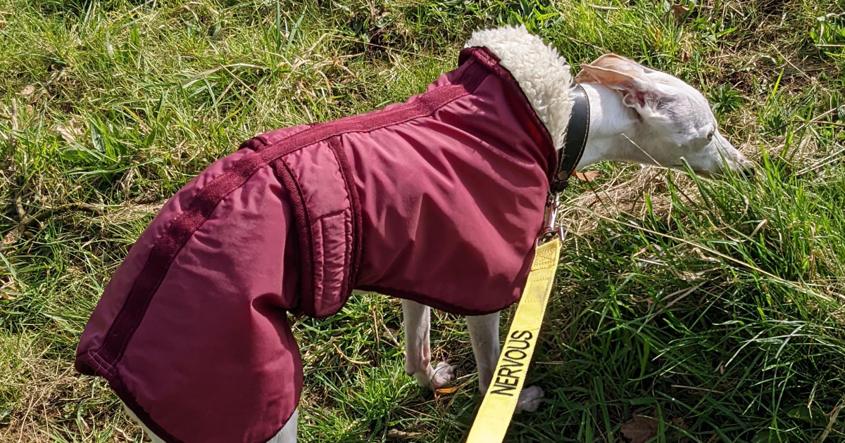 Understanding Reactivity in Dogs: A Compassionate Approach to Fear-Based Behaviour
