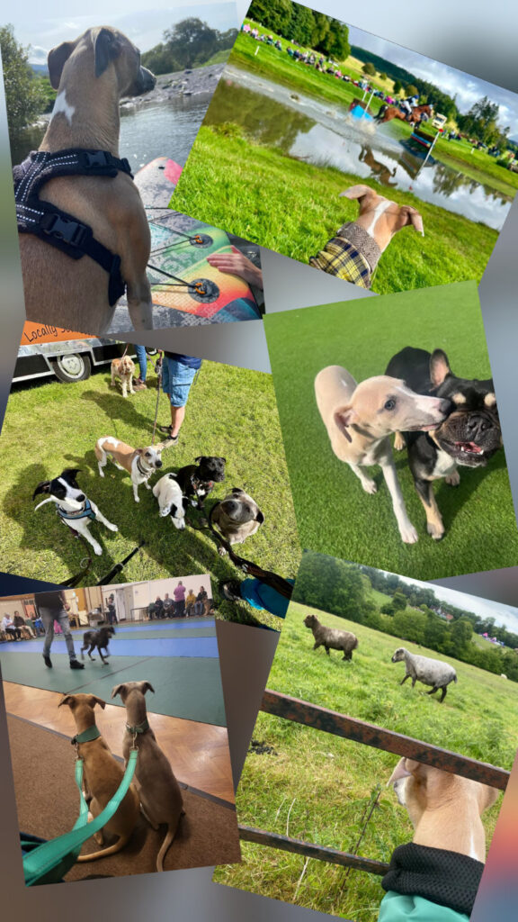 A photo collage of whippets whippets doing various outdoor activities