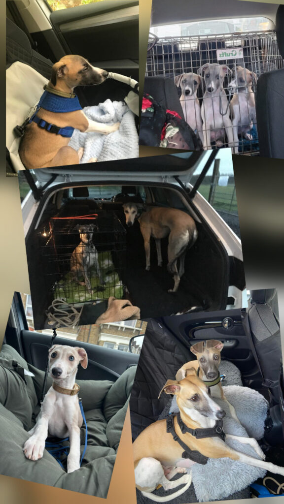 A collage of photos of whippets in cars