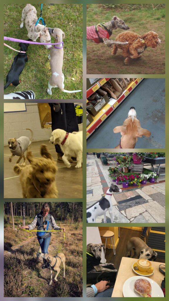 A collage of whippet sbeing socialised with other dogs