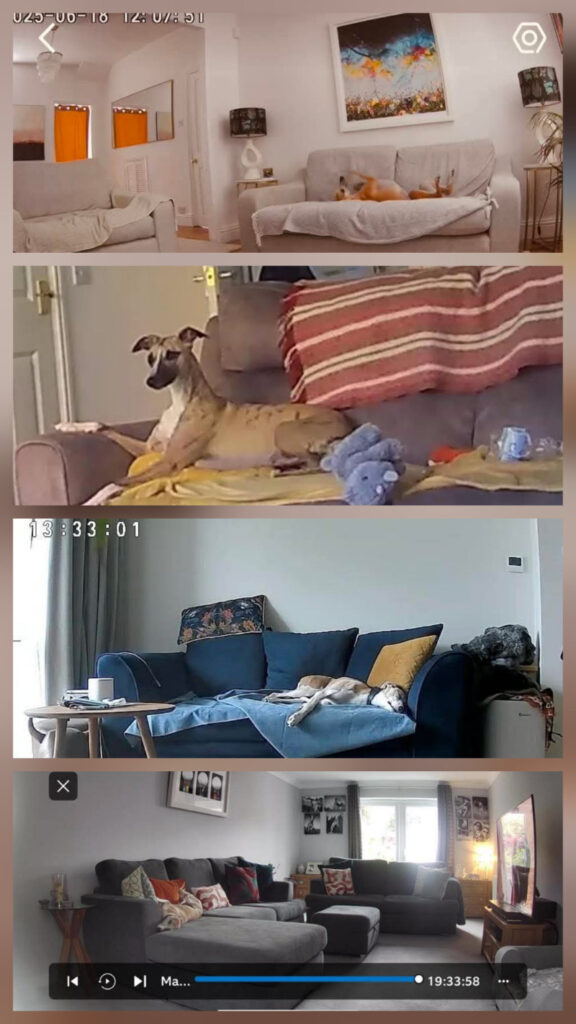 A collage of photos of whippets who have been left 'home alone'