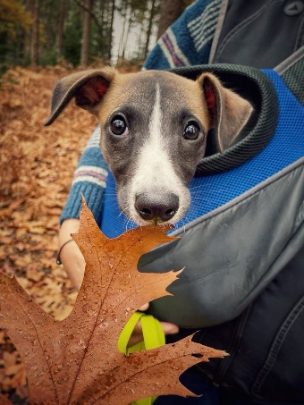 Atlas the whippet puppy in a sling