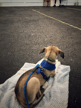 Atlas the whippet puppy relaxing after his training session