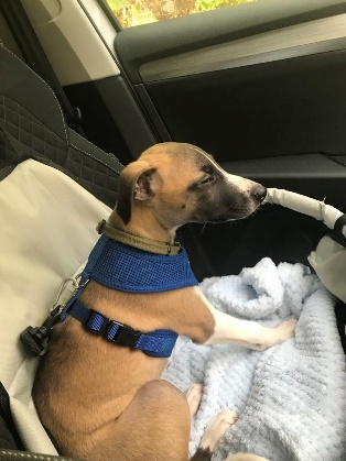 Atlas the whippet puppy travelling in a car 1