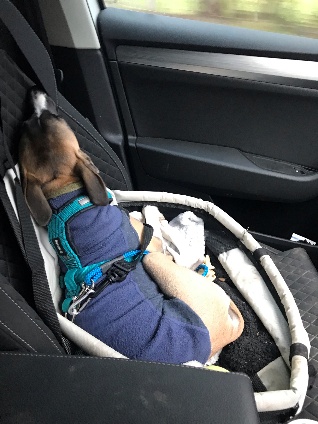 Atlas the whippet puppy travelling in a car 2