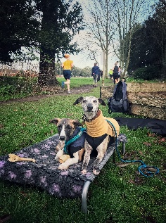 Atlas the whippet outside in a park with another whippet companion