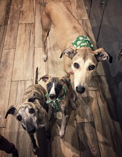Three whippets looking up at the camera.