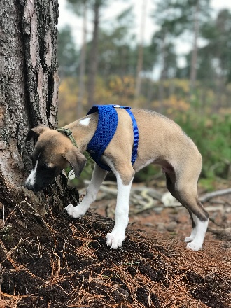Atlas the whippet puppy investigating a tree