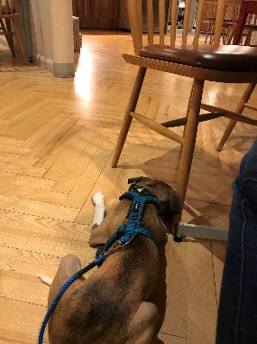 Atlas the whippet puppy lying on the floor on a lead by a chair and table