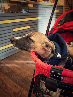 Atlas the whippet puppy in a carrier