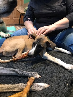 Atlas the whippet puppy having a lead put on