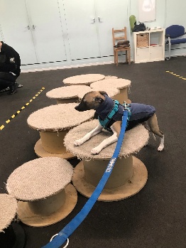 Atlas the whippet puppy training with large spindles
