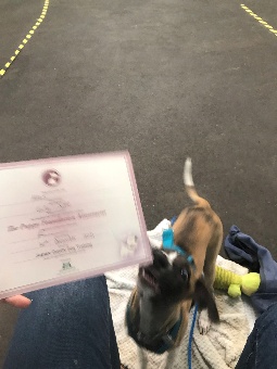 Atlas the whippet puppy receiving his training certificate