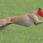 Fawn Whippet With Red Collar Lure Coursing