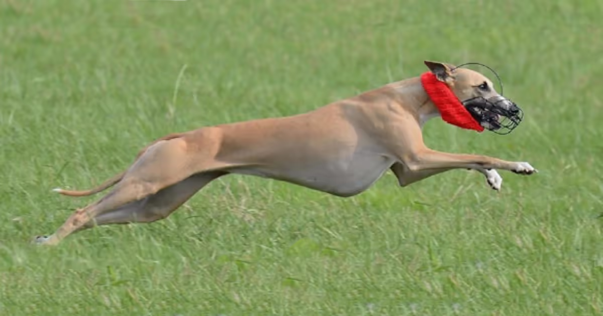 Fawn Whippet With Red Collar Lure Coursing