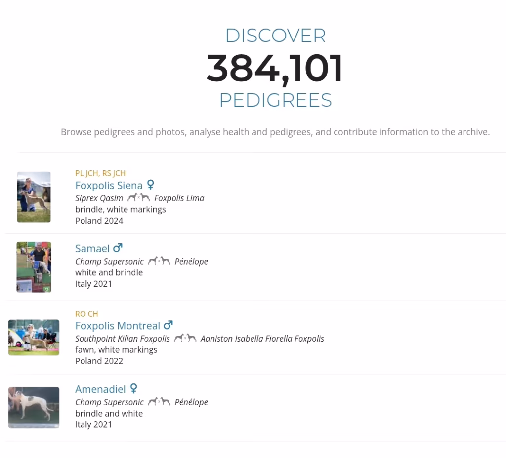Screenshot from the whippet breed archive showing stats on whippet ownership and a partial lisr of the latest whippets added to the archive