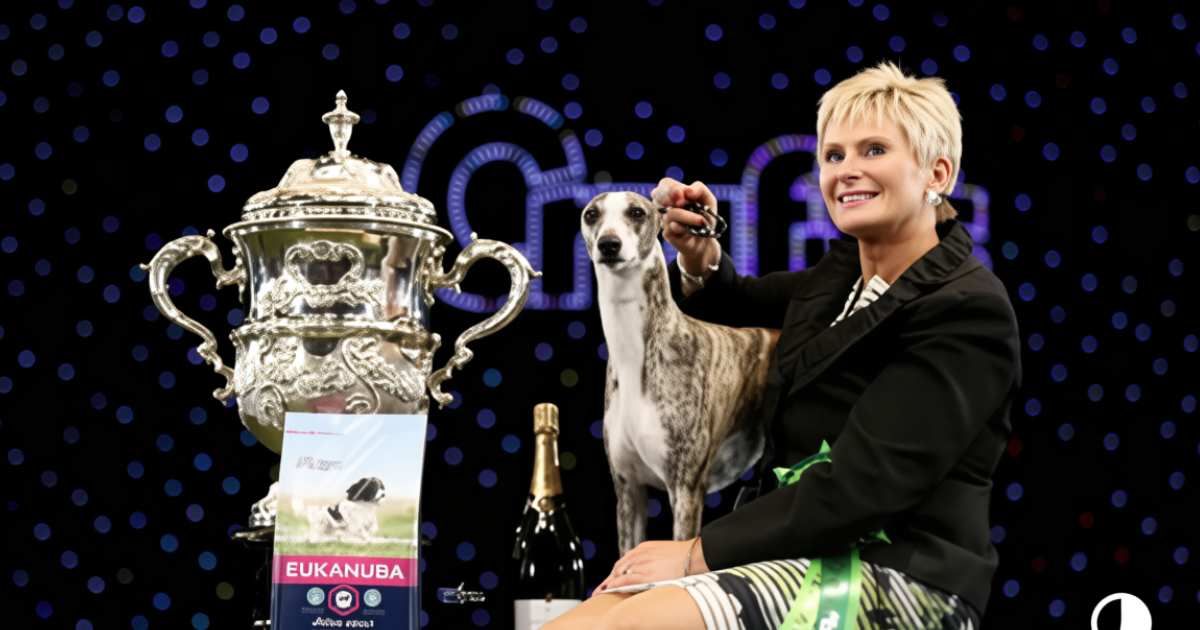The Road To Crufts BIS 2018 – The Story of Ch Collooney Tartan Tease JW