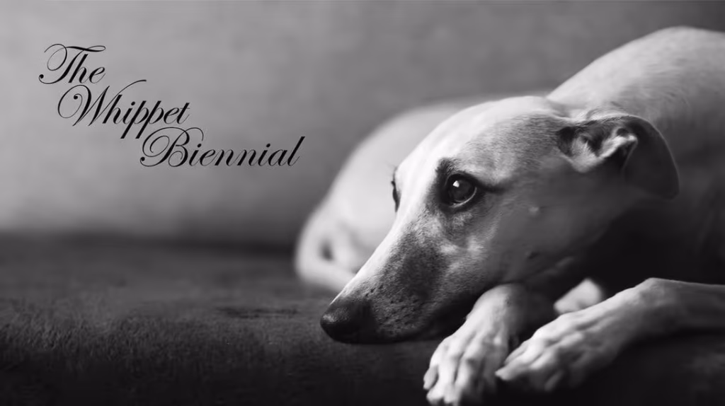 Whippet Biennial Cover