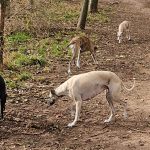 Exercising Whippet Featured