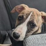 Puppy In A Car Seat Featured