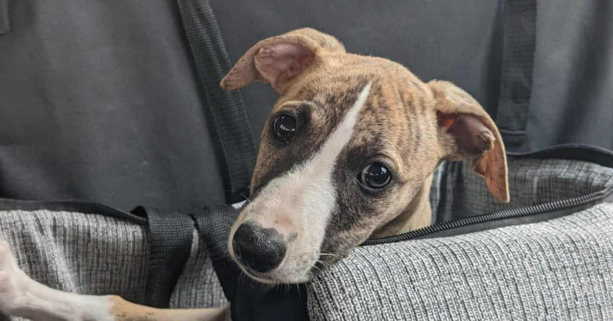 Puppy In A Car Seat Featured