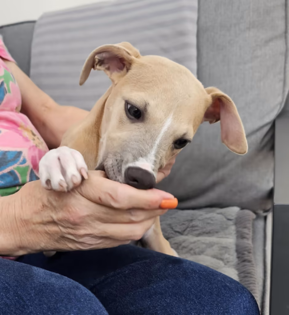 Puppy Nibbling Owners Hand