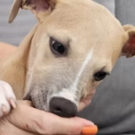 Puppy Nibbling Owners Hand Featured