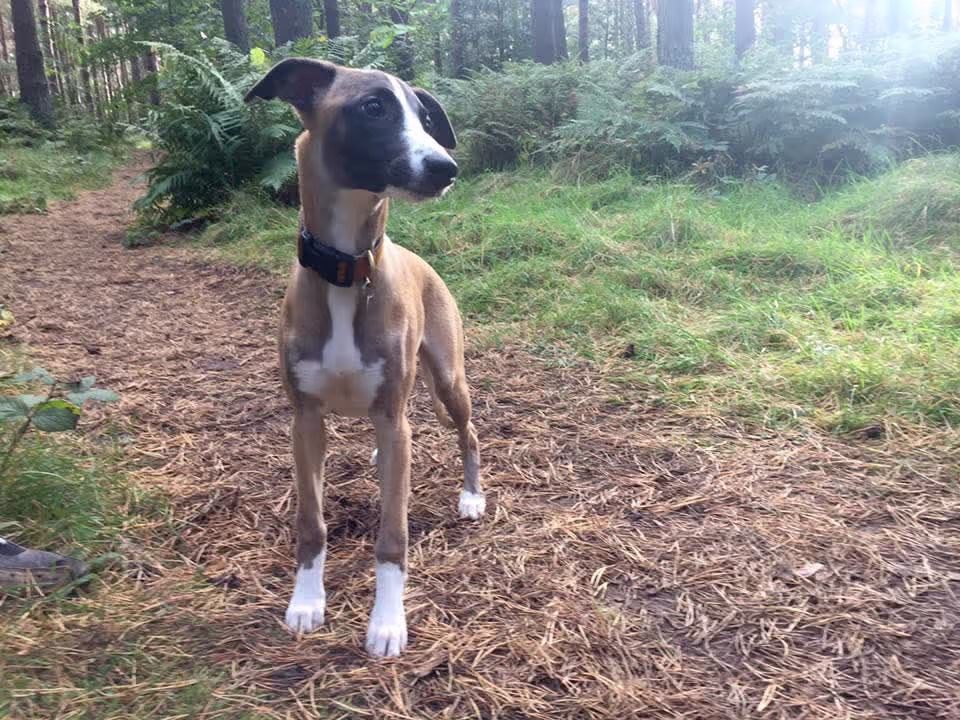 Whippet Puppy In A Wood