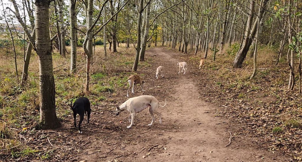Whippets In A Wood