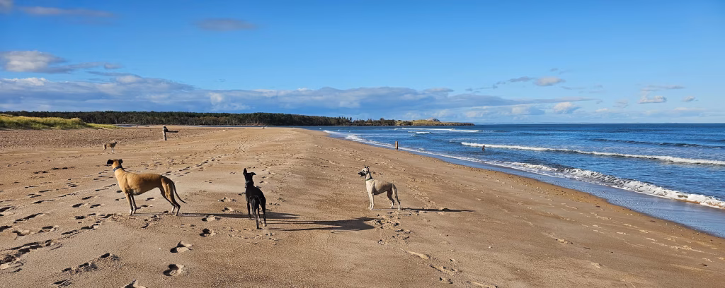 Whippets On A Beach