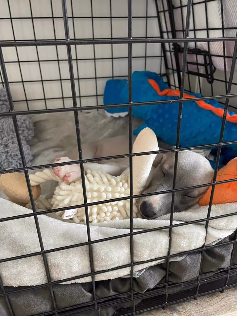 A whippet puppy alseep in a crate - separation training